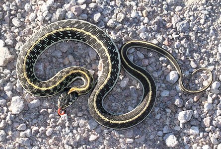 Black-Necked Garter Snake photo