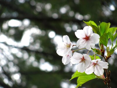 White sakura flower photo