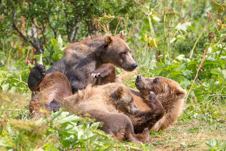 Kodiak brown bears playing