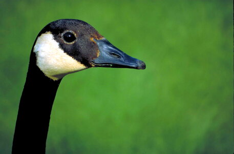 Bird canada chief photo