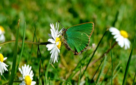 Butterfly green butterfly daisy