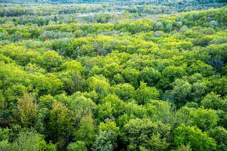 View of the Treetops from Levis Mound photo