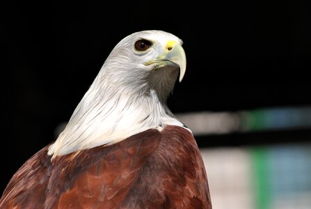 Freedom bird majestic