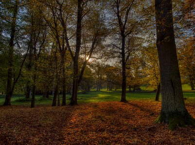 Autumn autumn season birch photo