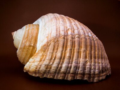 Shell snail close up