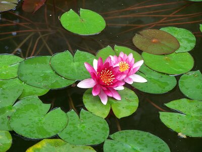 Lake pond nature photo