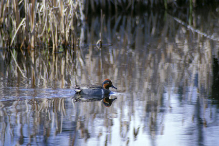 Green-winged Teal photo
