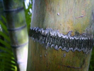 Close-Up palm tree