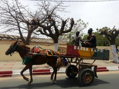 Transportation cart horse photo