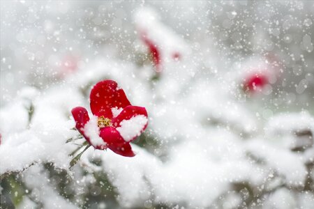 Red rose white photo