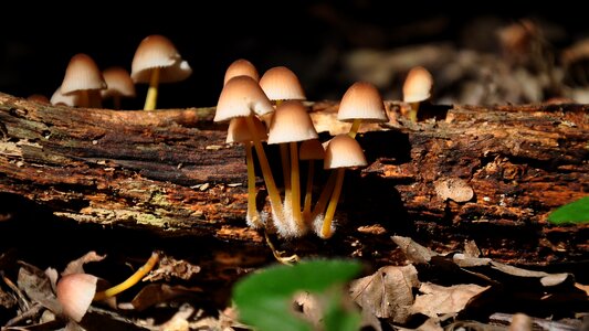 Forest summer nature