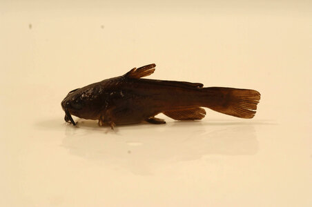 Ameiurus melas