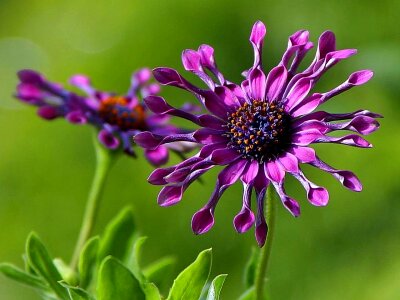 African daisy flowers photo