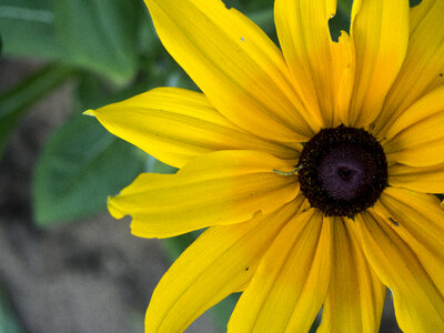 Yellow and Black Flower