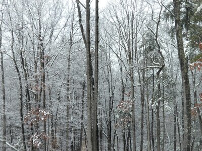 Snow nature branches