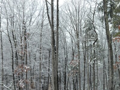 Snow nature branches photo