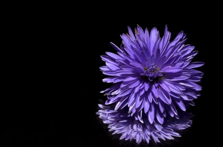 Aster flower purple