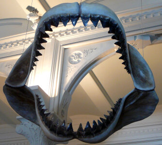 Megalodon Jaws photo