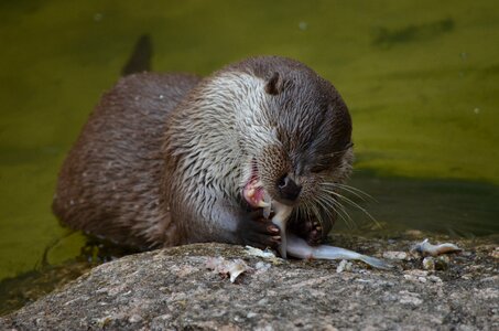 Otter eat feeding