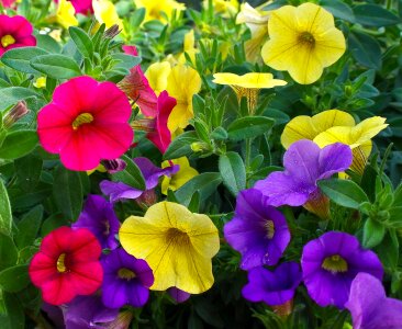 Spring blossom bloom