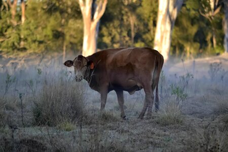 Animal bovine brown photo