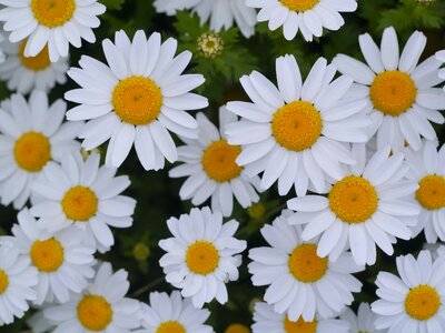 Beautiful Flowers biology bloom