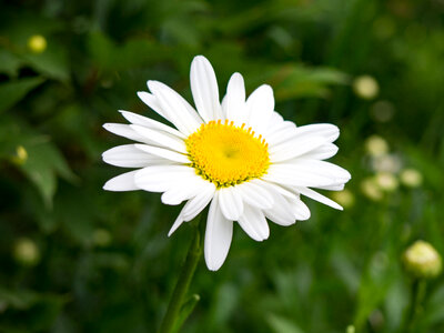 White and Yellow Flower photo