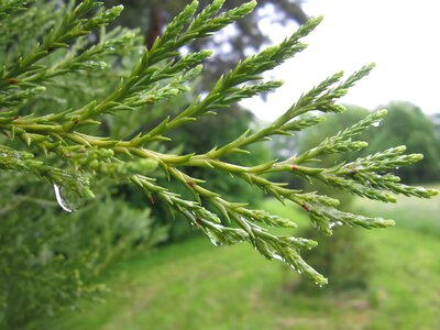 Branch climate conifer