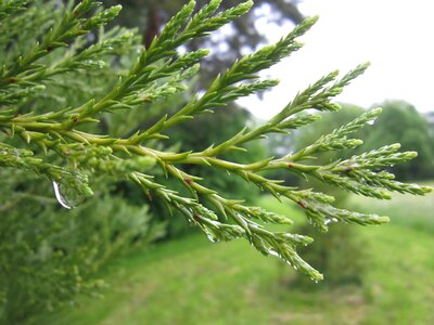 Branch climate conifer photo