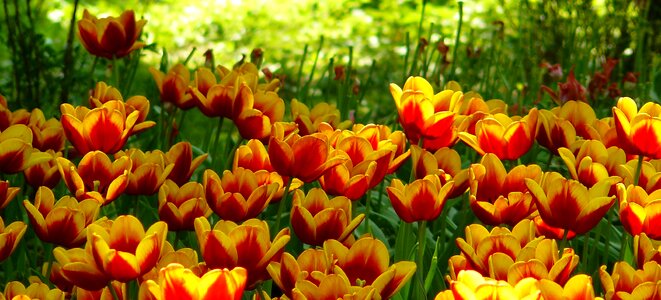 Flower tulip yellow photo