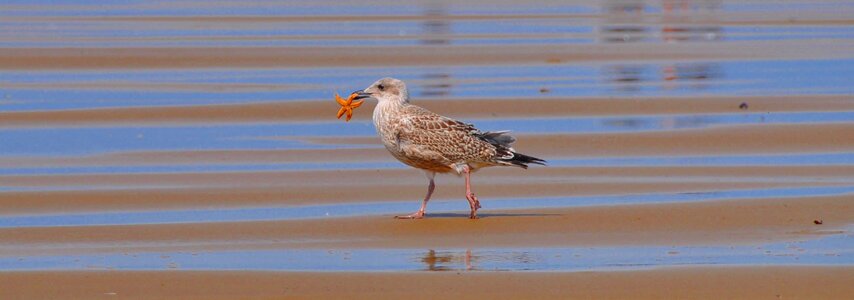 Animal aquatic bird beach