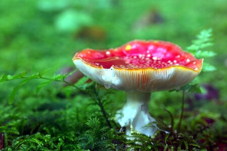 Beautiful Photo forest fungus