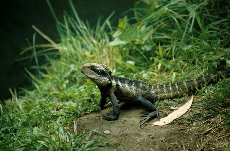 Lizard iguana animal