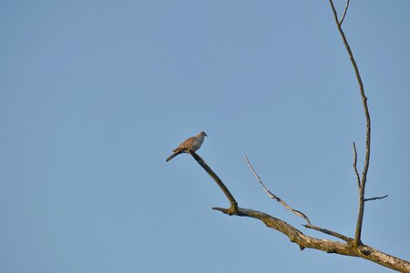 Bird branch dove