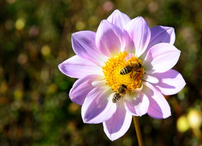 Bloom bees pollination photo