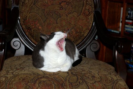 Cat yawning animal photo