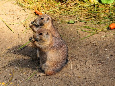 Marmota rodents together