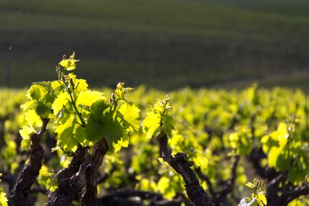 Vine grow fresh