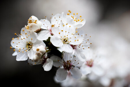blossoming cherry tree photo