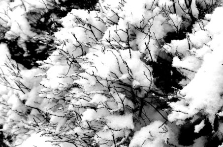 Black white winter photo