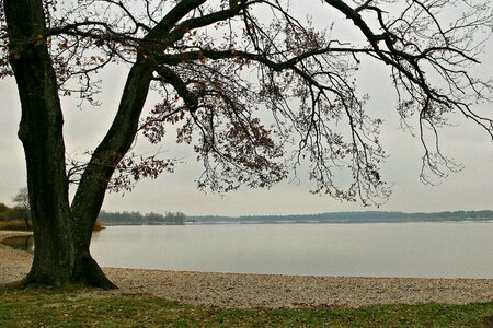 Silhouette tree branches