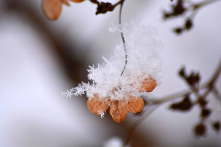 Animal depth flower photo