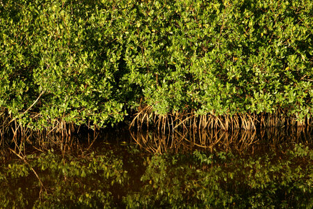 Mangrove forest