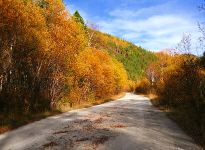 The road goes through the autumn woods photo