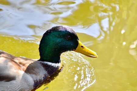 Beak head moisture