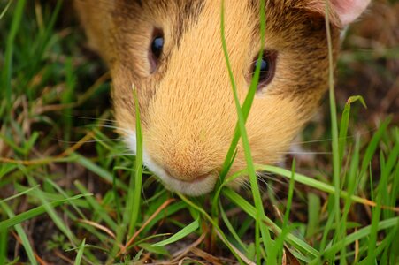 Guinea rodent mammal