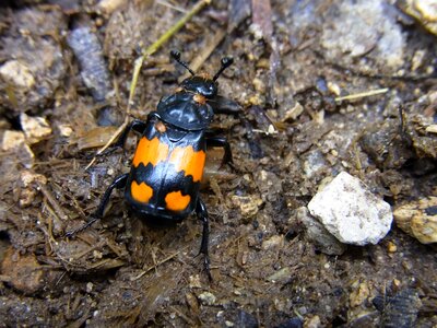 Beetle insect animal photo