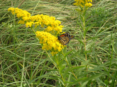 Monarch on Goldenrod photo