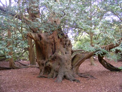 United kingdom langley park tree photo