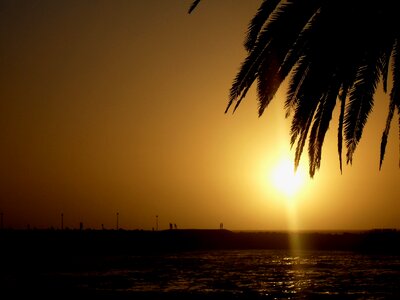 Sun white golden glow palm fronds photo